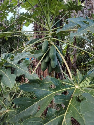 Jour 4 - Cascades, jardin et Vanille