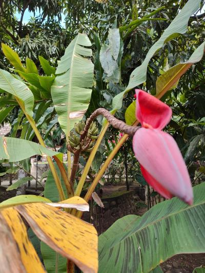 Jour 5 - La Savane des Esclaves