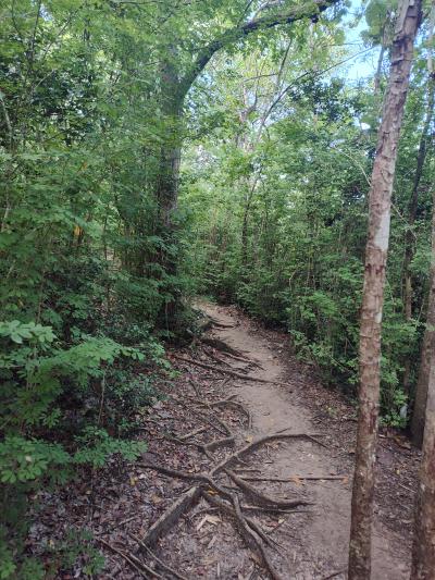 Jour 5 - Forêt de Vatable