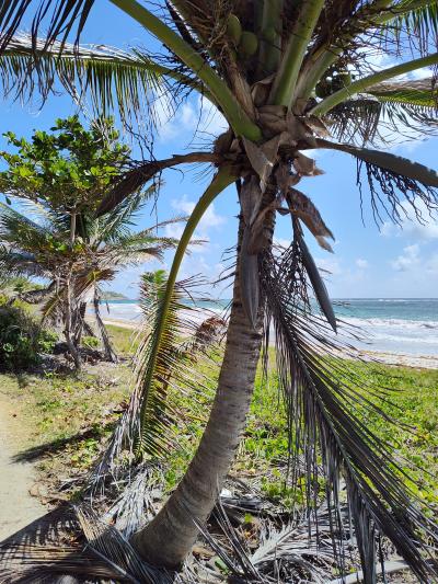 Jour 6 - La savane des Pétrifications