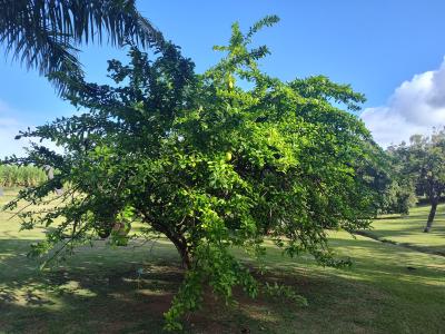 Jour 7 - Distillerie Clément