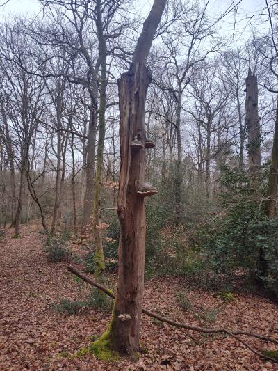 Notre campagne Normande