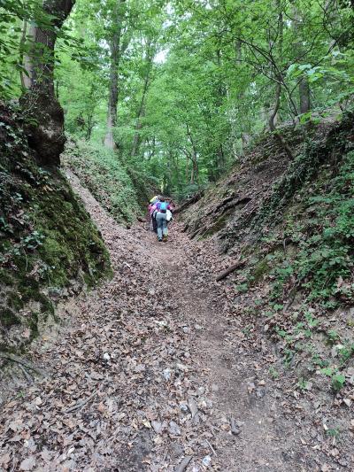3 heures de forêt qui monte et qui descend