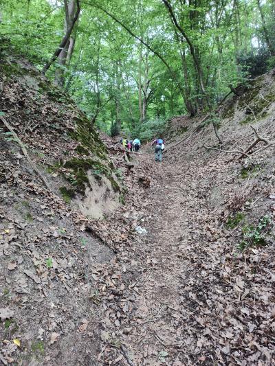 3 heures de forêt qui monte et qui descend