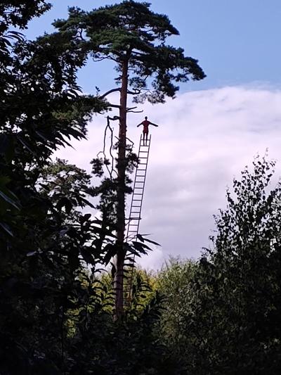 Forêt monumentale